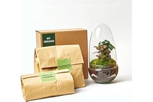 KOKEDAMAS LUCCIANA Kit Terrario Plantas Cristal - Cúpula con Ficus Ginseng y Fittonia | Terrario DIY | Jardin Eterno en Cristal o Ecosistema Cerrado | Ideal para Decoración Hogar (Pequeño)