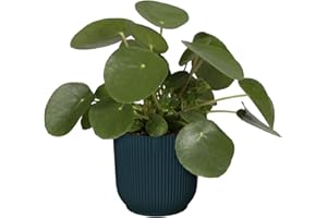 elho Vibes Fold Round 16-100% recyclable Flower Pot - Indoor plant pot - Ø 16.1 x H 14.8 cm - Blue/Deep Blue