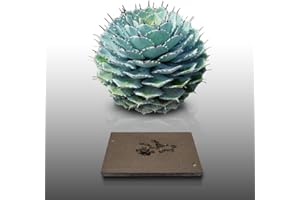 LE GRENIER D'ABONDANCE LES GRAINES QUI DONNENT ENVIE 25 graines à semer - Le Grenier d'Abondance - AGAVE Potatorum - Plante Succulente