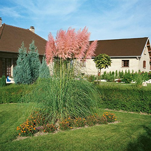 Staude Pampasgras, Set bestehend aus je 2 Pflanzen rosa und 2 Pflanzen weiß blühend - 2