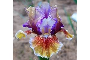 FLOWER FIELD STORY 4Pezzi Bulbi Di Iris Zaffiro Seta Che Rifiorisce Radice Di Rizoma Di Iris Barbuto Alto Per La Piantagione Di Giardini Domestici Fiori Recisi Da Giardino Profumati E Affascinanti