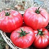 Agrodal Tarım Ata Tohumu Yerli Dilimli Pembe K&ouml;y Domatesi 100 Adet Tohum