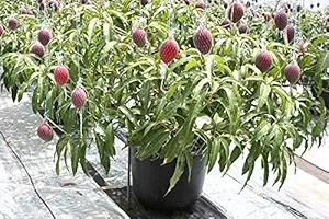 The Store Hub Live Plant ELEPPHANT Trunk Mango Mango Plant 1 Healthy Plant with Pot