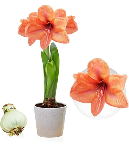 Amaryllis (Hippeastrum) Bulbe Géant 26/30 – Véritable Bulbe De Hollande, Fleurs Spectaculaires Pour Intérieur