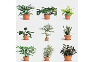 WJKWY-Q 80 Stück exotische zimmerpflanzen samen indoor set zimmerpflanze - Seltene Pflanze serie - mix grünpflanzen winterharte kübelpflanzen hochbeete für garten büropflanzen