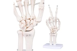 LVCHEN Human Skeleton Hand Model - Life Size Anatomical Finger Bone Model with Movable Flexible Joints, Shows Wrist Ulna Radius for Medical Demonstration, Study Training and Display Base