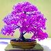 Produktbild WuWxiuzhzhuo Beautiful Purple 20 Stück Ahorn Samen, Home Garden Yard Bonsai Pflanzen Ornament 1