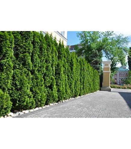 10 Thuja Brabant 80-100cm frisch vom Feld Gartenhecke Heckenpflanzen  Immergrner Lebensbaum Wurzelware Gartenpflanze : Amazon.de: Garten