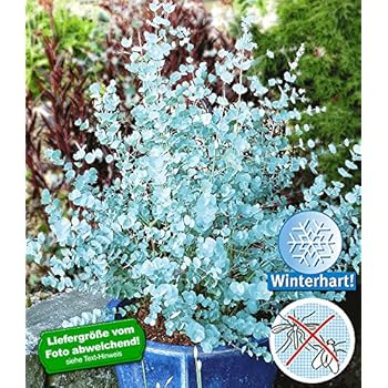 BALDUR-Garten Buddleia Sommerflieder 'Flower-Power®', 1