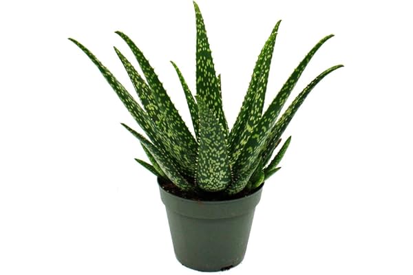 Aloe Medivera Tropical – ny aloe vera avel – 14 cm kruka – ca. 30 cm hög