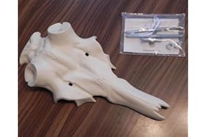 GTK - Geweihe & Trophäen KRUMHOLZ Rothirsch Kunstschädel Alu Schädel Hirsch 35mm