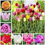 Bloom Green Co. 100 StÃ¼ck Tulip Bonsai, nicht Tulip Zwiebeln, hydroponischer Staudengarten Ice Cream Tulpe, Didier & # 39; s