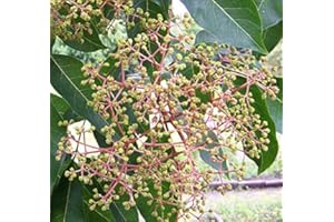 BAUMSCHULE GOLD Bienenbaum, Tausenblütenbaum, Euodia hupehensis, Tetradium daniellii (80-100 cm)