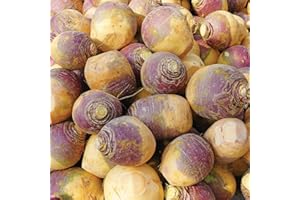 Gardeners Kitchen - Swede - 'Magres' 6 X MEDIUM plug vegetable plants.