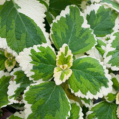 Verpiss-Dich“ Pflanze 802703 , 4 Pflanzen - 3