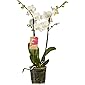 Orchidee – Orchidee – Höhe: 50 cm, 2 Triebe