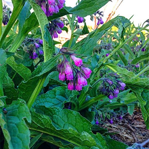 WuWxiuzhzhuo 100Pcs Medicinal Healing Herb Comfrey Seeds,Garden Yard Plant