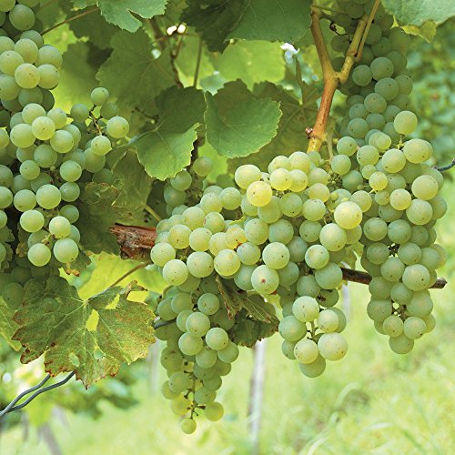 Grape ‘Phoenix’ 4.5 Litre Pot x 1 (Vitis ‘Phonix’) (Fruit Grape Vine