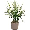MVKR Live Pencil Cactus Plant I Euphorbia Tirucalli Milk bush Plant I With Growbag