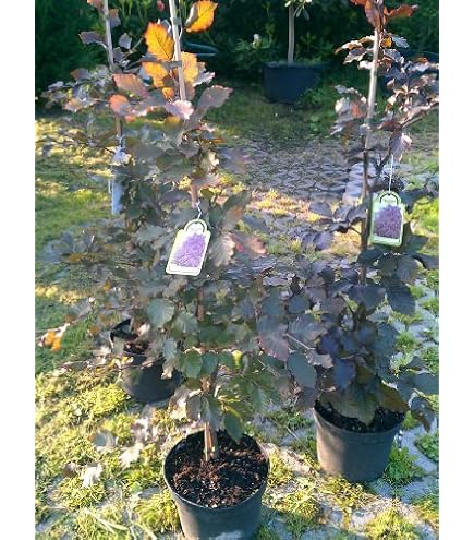 bonsai tree growing kit Mini Bonsai Starter Kit main image 1