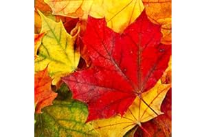 ‎SERVIETTENSHOP 20 Servietten Herbst mit Herbstblätter in rot-gelb. Papierservietten herbstlich als Tischdeko Herbst mit Blätter und Laub. Herbstfarben Herbstmotiv 33x33cm