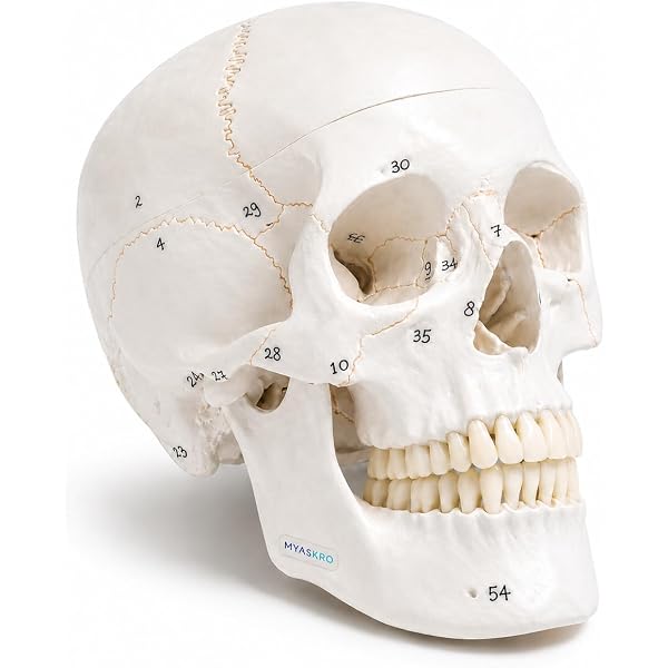 Buy Oral and Maxillofacial Surgery for the Clinician Book Online