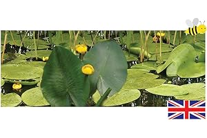 Lincolnshire Pond Plants Ltd - Nupar Lutea - Brandy Bottle - Native Yellow Water Lily - Marginal Pond Plants - Bareroot - Fish or Wildlife Pond and bog Aquatic Plants
