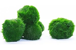 Gärtnerei - Garnelio 3 x Mooskugel - 3 cm - Aegagrophila linnaei - Biofilter für Aquarien - Mengenauswahl