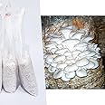 Gachwala Greenwise Oyster Mushroom Spawn - (Pack Of 1 Kg + PP Bags), First Generation High Yield White Mycelium Spores, Edible Variety, Healthy Grain Based Seed For Mushroom Growing And Farming