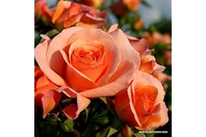 ARBORIX, PLUS VERT - MOINS CHER 2 x Rosier - Rosa 'Aprikola' pot 25-30 cm - Le rosier à floraison abondante et parfumée de la série Rigo de Kordes