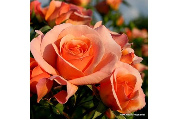 2 x Rosier - Rosa 'Aprikola' pot 25-30 cm - Le rosier à floraison abondante et parfumée de la série Rigo de Kordes