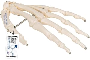 3B Scientific® Mano Esquelética – Montada en Alambre, Modelo Anatómico Humano a Tamaño Real + Smart Anatomy App (Garantía de 5 Años)