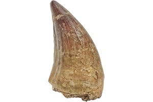 Mosasaurus Zahn | Dino-Fossil | 100% natürliche Herkunft | Braun-Grau | Sammlerstück | Mineralien | Dinosaurier Fossil | firstonthesun®