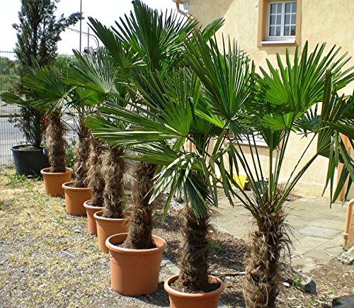 Mediterrano-Dünger Palmen-Dünger 3Kg ( pro Kg 8,16) Universal-Dünger Spezial-Dünger für tropische und mediterrane Palmenarten Bananen-Bäume-Pflanzen Oliven-Bäume Zitronen-Baum Hanf-Palmen Zitrus-Pflanzen Garten-Dünger - 4