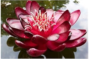 ZAC Wagner Nymphaea 'Black Princess' Blutrote Seerose Teichpflanze Schwimmpflanze