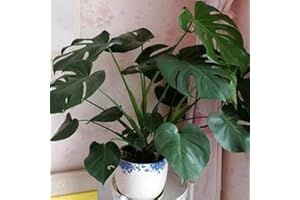 Haloppe 100 Stück Monstera-Pflanzensamen für den Hausgarten, Bonsai-Samen, dekorative Landschaftsgestaltung, Mini-Laubsamen für den Außenbereich 100pcs