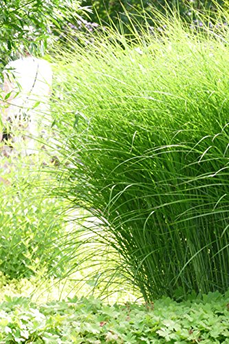 Chinaschilf Gracillimus - Feinhalm Chinagras - Miscanthus sinenesis Gracillimus (11 cm-Topf)