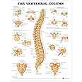 Anatomical Chart Vertebral Column Chart Laminated Poster 20" x 26" Living Room Decor