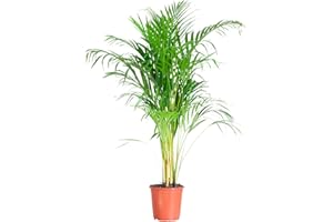 BloomPost Dypsis Lutescens - Tropical Areca Palm - 90-100 cm Indoor Plant - Low Maintenance House Plant - Easy to Grow Home Office Plants - Next Day Free UK Delivery - Pot Not Included
