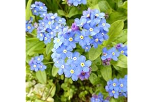 DAMAVAND PRO Forget Me Not Seeds, Indigo Blue Perennial Wildflower, Myosotis alpestris for Garden & Memorial, Approx 1400