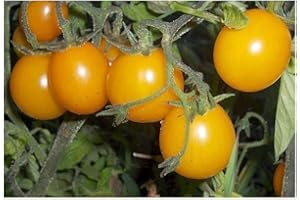 EXOTIC PLANTS Tomate Cherry Gold Nugget - tomate cerise – 20 graines