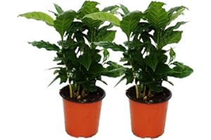 Exotenherz - Kaffee Pflanze (Coffea arabica) 2 Pflanze - Zimmerpflanze