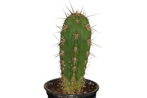 SAMENCHILISHOP (IMMER NUR EINMAL VERSAND) Trichocereus pachanoi 10 Samen - San Pedro Kakteen Kaktus (Mit Anzuchtanleitung)