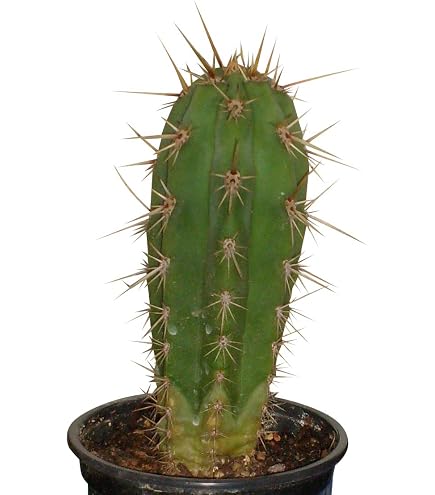 Trichocereus pachanoi 10 Samen - San Pedro Kakteen Kaktus (Mit  Anzuchtanleitung) : Amazon.de: Garten