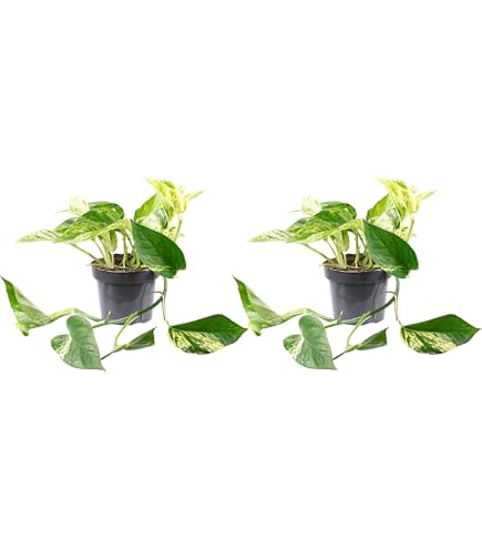 Dehner Efeutute, Epipremnum aureum, rankend, zweifarbig, Hydrokultur, 20-25  cm inkl. Pflanzopf,  Topf 12 cm, Zimmerpflanze : Amazon.de: Garten