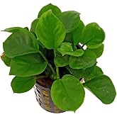 Anubias Barteri Round Golden Coin 5-6 Yapraklı Canlı Bitki