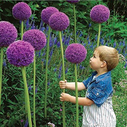 20pcs Allium Giganteum Seeds lila Pflanze DIY Hausgarten