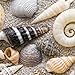 Produktbild 20 Servietten Seashells - Muscheln im Sand / Maritim / Strand 33x33cm