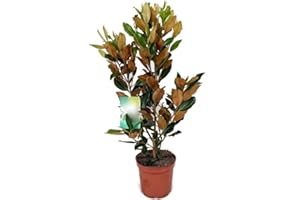 GENÉRICO Planta natural Magnolia Grandiflora, 30-40 cm. Árbol majestuoso con flores blancas y hojas brillantes. Segura Garden.