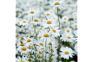 THE SEED SHED Daisy Meadow Mixture Seeds – Quick & Easy to Sow – Delightful White Daisies – for Your Beautiful Garden